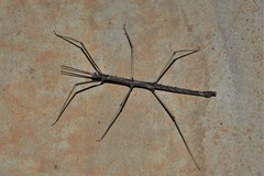 Pachymorpha spinosa