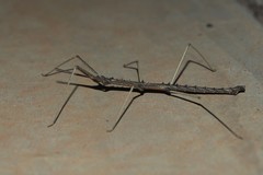 Pachymorpha spinosa
