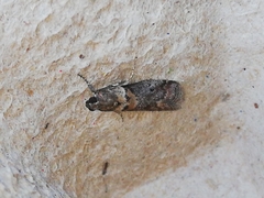 Acrobasis sodalella