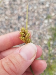 Carex adusta