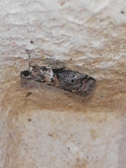 Acrobasis sodalella