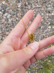 Carex adusta
