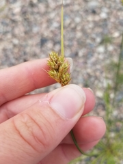 Carex adusta