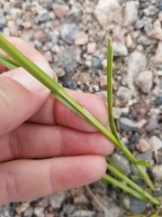 Carex adusta