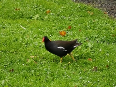 Gallinula chloropus