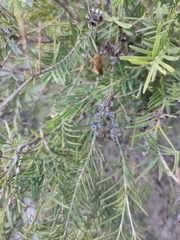 Melaleuca trichostachya