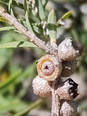 Melaleuca trichostachya