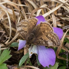 Erynnis icelus