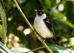 Ilicura militaris