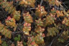 Crassula rupestris rupestris