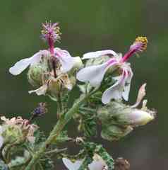 Anisodontea reflexa