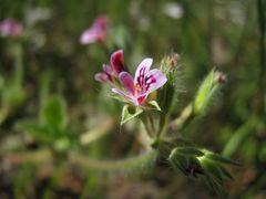 Pelargonium althaeoides