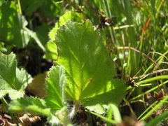 Pelargonium althaeoides