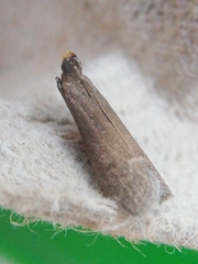 Cadra calidella