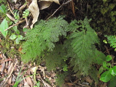 Leptopteris hymenophylloides