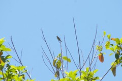 Myiodynastes luteiventris