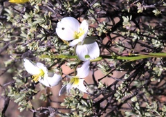 Heliophila carnosa