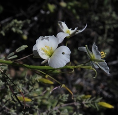 Heliophila carnosa