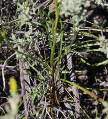 Heliophila carnosa