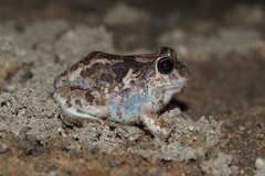 Platyplectrum spenceri