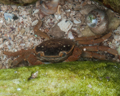Cyclograpsus punctatus