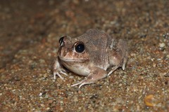 Platyplectrum spenceri