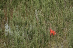 Cyrtanthus angustifolius