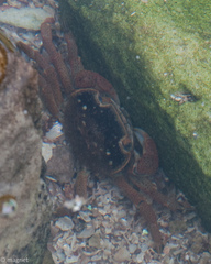 Cyclograpsus punctatus