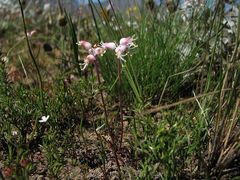 Lachenalia polyphylla