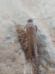 Blastobasis maroccanella
