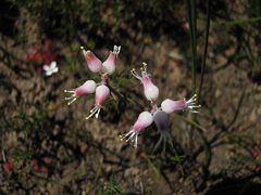 Lachenalia polyphylla