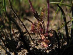 Lachenalia polyphylla