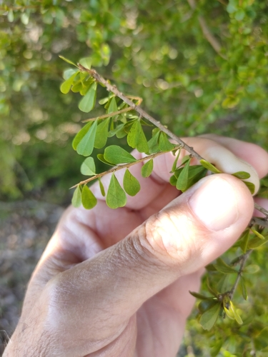 Image of Pittosporum spinescens by (c) Tony van Kampen, some rights reserved (CC BY)