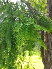 Metasequoia glyptostroboides
