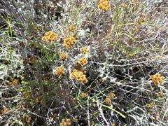 Helichrysum anomalum