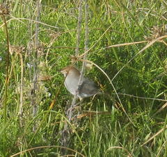 Cisticola fulvicapilla