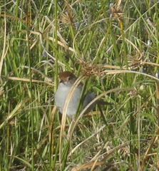Cisticola fulvicapilla