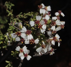 Eriocephalus brevifolius
