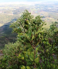 Olea capensis capensis