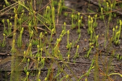 Phylloglossum drummondii