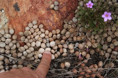 Pronolagus saundersiae