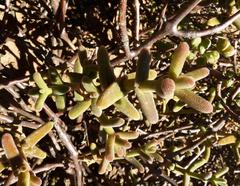 Mesembryanthemum nitidum