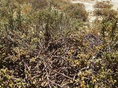 Mesembryanthemum nitidum