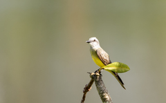 Tyrannus melancholicus