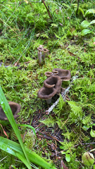 Craterellus