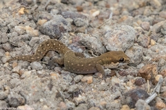 Pachydactylus geitje