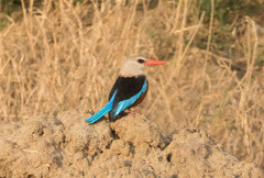 Halcyon leucocephala