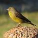 Cape Siskin - Photo (c) Marion Maclean, some rights reserved (CC BY-NC), uploaded by Marion Maclean