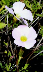 Oxalis comosa