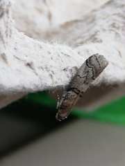 Acrobasis romanella